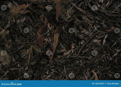 Local Native Australian Leaf Litter With Gum Tree Branches And Leaves