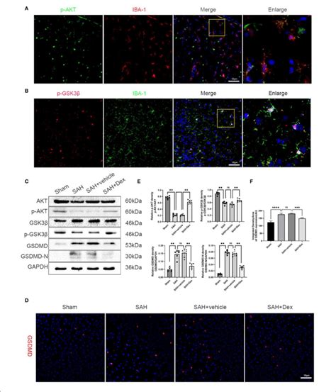 Effects Of Dex Treatment On Pi3kaktgsk3β Pathway Protein Levels Of