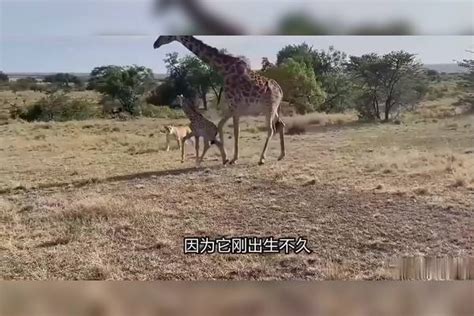 长颈鹿怒踢狮子，却因过度紧张抬错腿，竟将幼崽踢下悬崖狮子长颈鹿悬崖