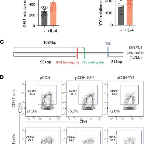 Il 4 Induced Stat6 Signaling Inhibits Cd39 Expression A Purified