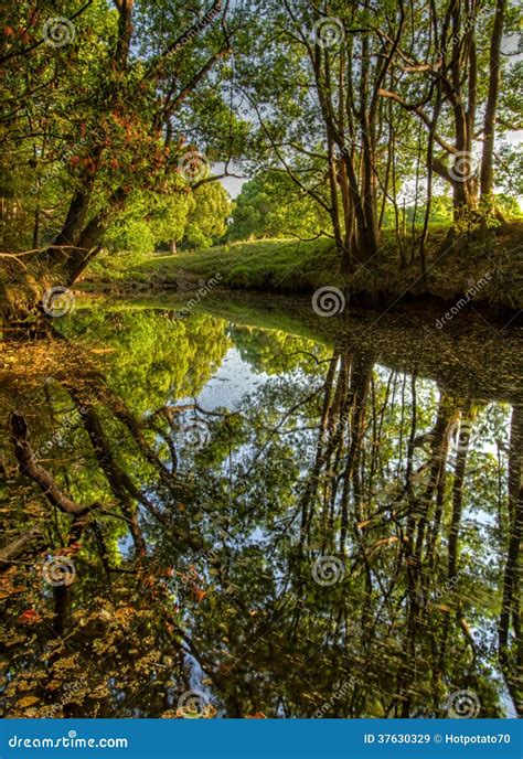 Trees Reflected In Water Stock Image Image Of Wood South 37630329