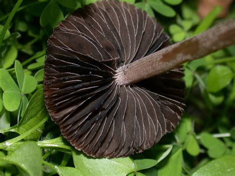 Shroomery Panaeolus Cinctulus