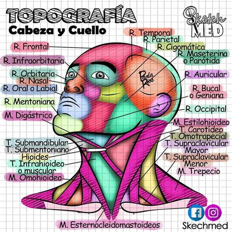 Topografía de cabeza y cuello Anatomía Anatomía médica Anatomia y