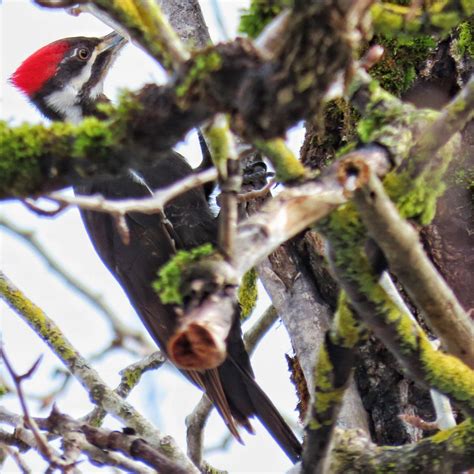 Pileated Woodpecker Dryocopus Pileatus 10 000 Things Of The Pacific Northwest