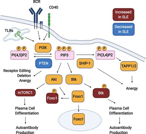 B Cell Activation Pathway