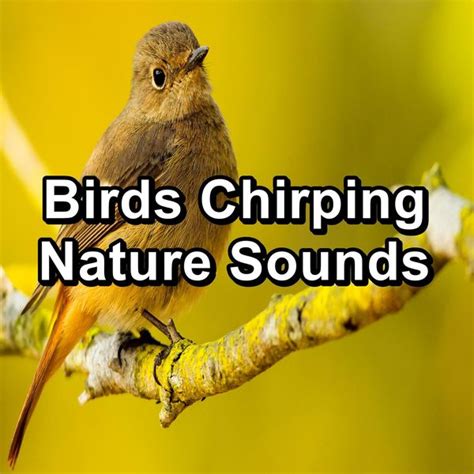 Birds Chirping Nature Sounds Paudio Von Meditation Rain Sounds Qobuz