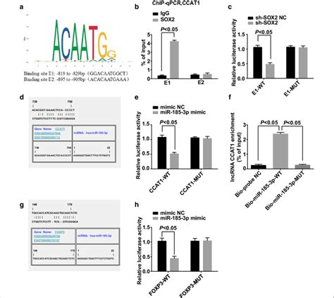 SOX2 Can Bind To CCAT1 Which Affects MiR 185 3p Expression And FOXP3