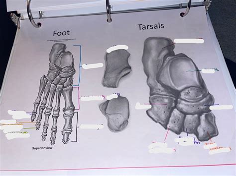 Lab 4 Foot And Tarsals Diagram Quizlet