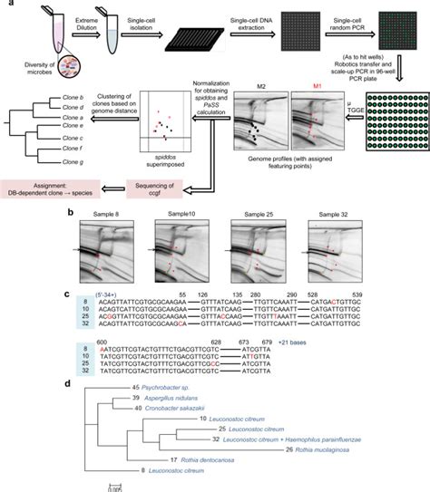 Schematic representation of NGS-non-dependent microbiome analysis ...