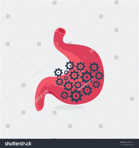 Stomach Vector Illustration Stock Vector (Royalty Free) 580687414