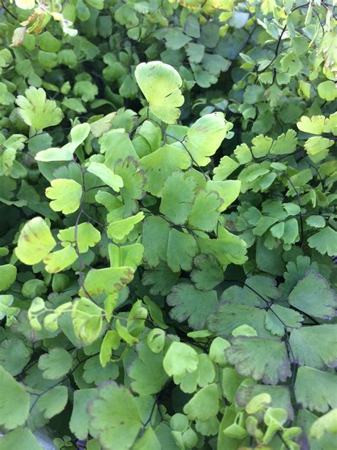 Adiantum capillus-veneris – The Watershed Nursery