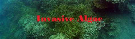 Aquatic Invasive Species | Invasive Algae