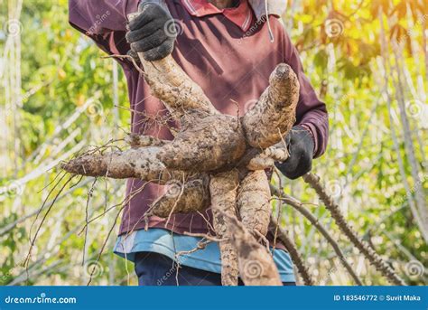 Agriculture is Harvesting Tapioca from Cassava Farms Stock Photo ...