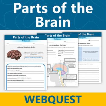 Parts Of The Brain And Nervous System Webquest Human Body Systems