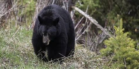 Black Bears Spotted In Western Newfoundland VOCM