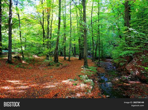 Green Woods Background Image And Photo Free Trial Bigstock