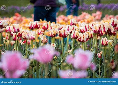 Tourist Walking through the Tulip Fields in Holland Michigan during the ...