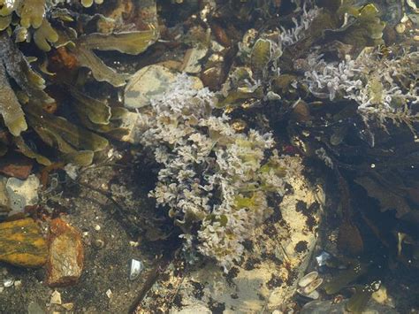 Marine fungus 5? on algae in middleshore pool (Marine fungi images)