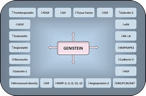 Molecular Targets Regulated By Genistein In Cancer Cells Downward