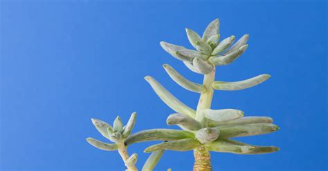 Succulents Can Grow Anywhere In The World With Just A Few Simiple Tips