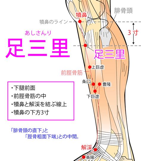 足三里（あしさんり：ST36）