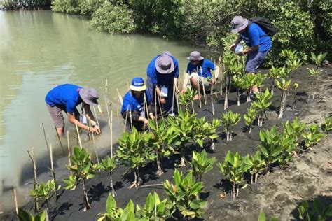 Penyelamatan Hutan Bakau, 3M Indonesia Berdayakan Pesisir Semarang