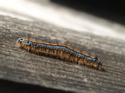 Malacosoma Neustria Iyptala S Garden Flickr