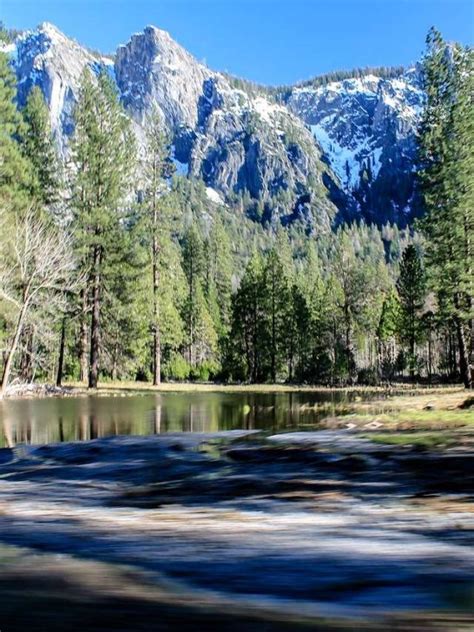 Are Dogs Allowed In Yosemite National Park Trails?