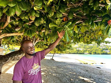 Discover Grenada: A Hidden Gem in the Caribbean - TLM