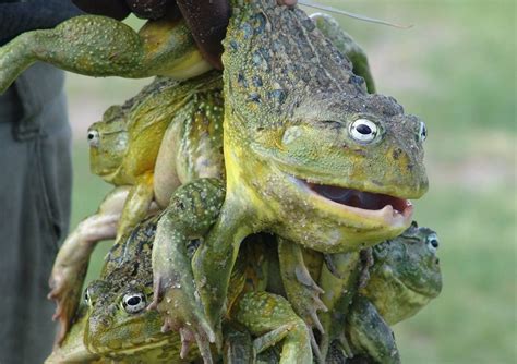 Namibians eat the poisonous giant African bullfrogs. Here's why ...