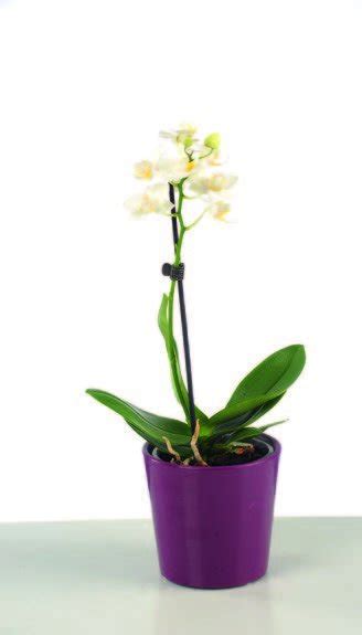 Biljka Orhideja Phalaenopsis u keramičkoj tegli 9 cm Akcija