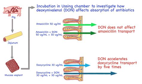 Toxins Free Full Text Does Deoxynivalenol Affect Amoxicillin And