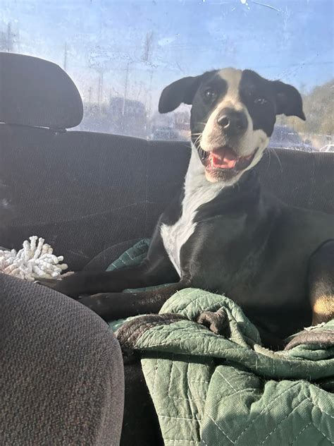 LOST AND FOUND PETS & REHOMING IN LAFAYETTE, LOUISIANA | (WE HAVE FOUND