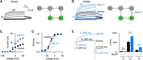 Structural Mechanisms For The Activation Of Human Cardiac Kcnq Channel