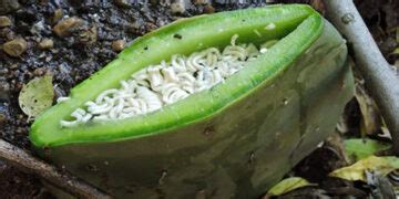 How To Cook In A Cactus Ask A Prepper