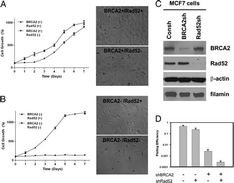 Rad Inactivation Is Synthetically Lethal With Brca Deficiency Pnas