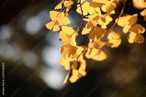 autumn leaves near japan temple change the color in the japan park view ...