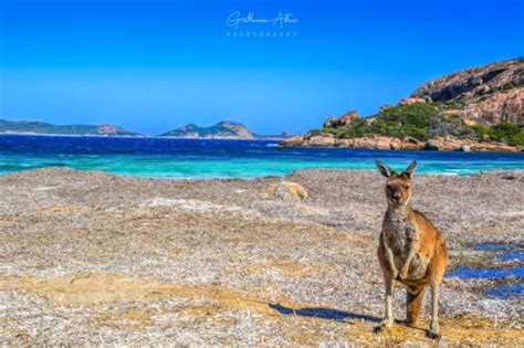 La belle vie d un kangourou à Esperance Guillaume Astruc Photography