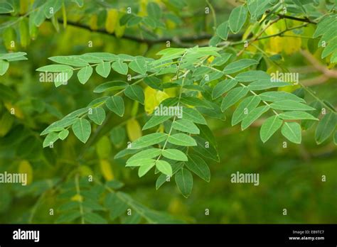 Arbre Pagode Japonais Ou Chinois Scholar Styphnolobium Japonicum Les