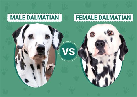 Male Vs Female Dalmatians The Key Differences With Pictures Dogster