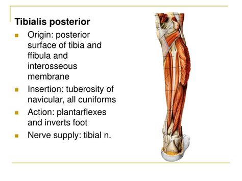 Tibialis Posterior Insertion