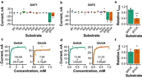 Electrophysiological Characterization Of Uronic Acid Transporters Gat