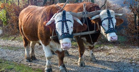 Huge Oxen Teams