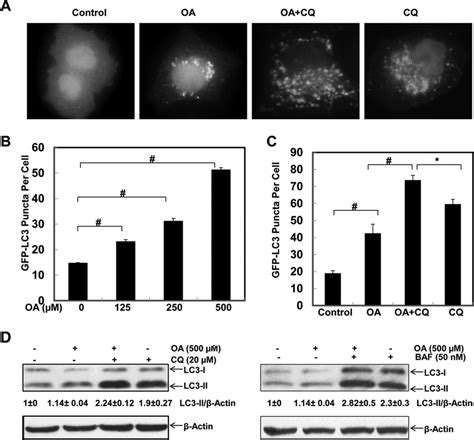 Oa Induces Autophagy In Hepg Cells Hepg Cells Were First Infected