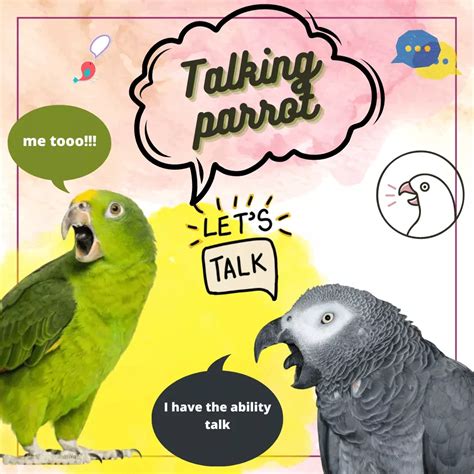 Talking Parrot How Do Parrot Talk Why Do Parrot Talk Talking