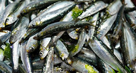 Iberian sardine fishery regains MSC certification after major stock