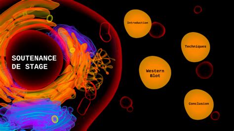 Soutenance De Stage BTS Biotech By Alex Maciel On Prezi