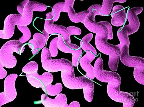 Campylobacter Bacteria 10 Photograph By Sebastian Kaulitzki Science Photo Library Pixels