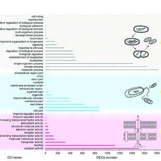 Gene Ontology GO Functional Classification Of A Hydrophila MX16A