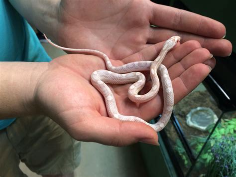 Motley Snow Corn Snake